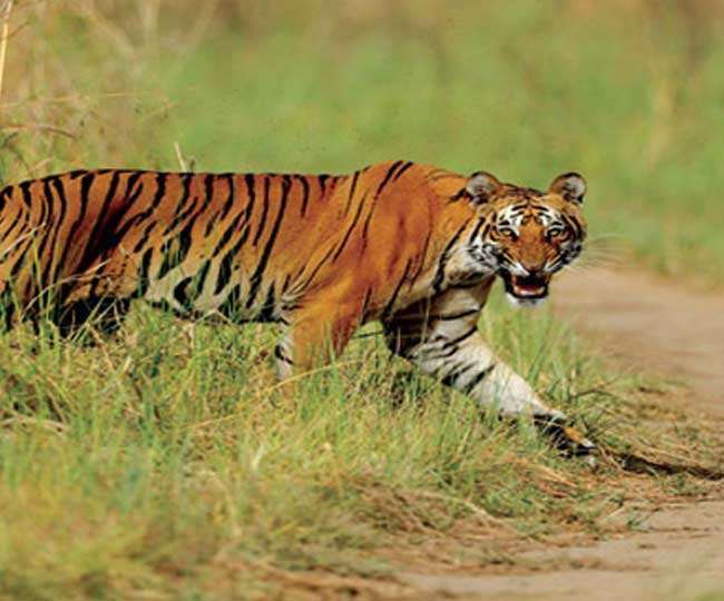 Youth Dies In Tiger Attack