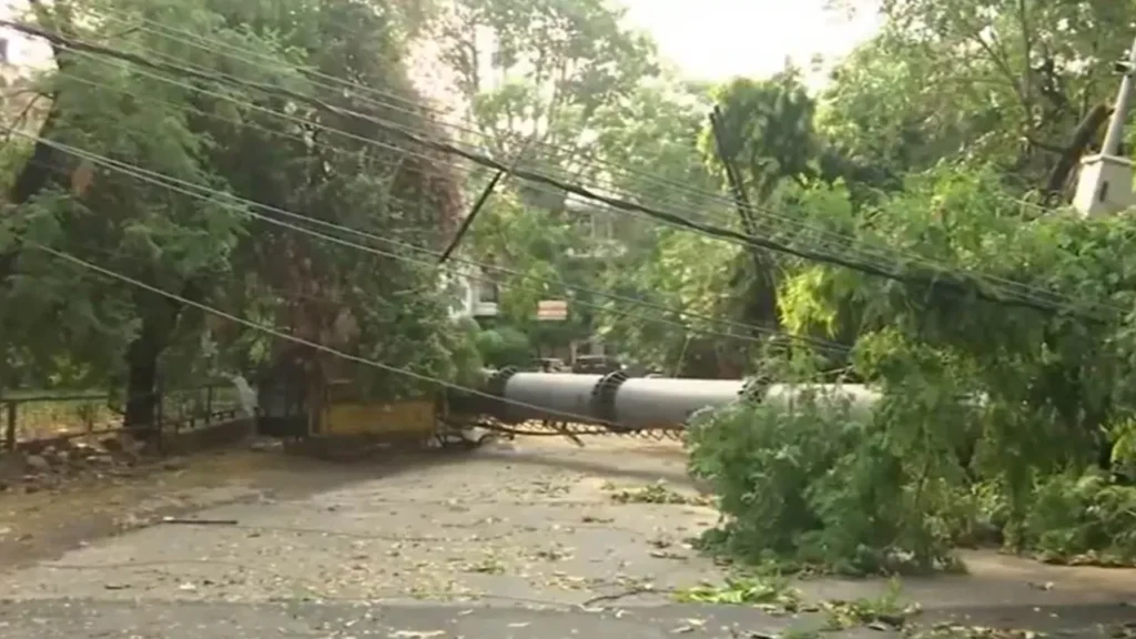 somewhere trees fell
