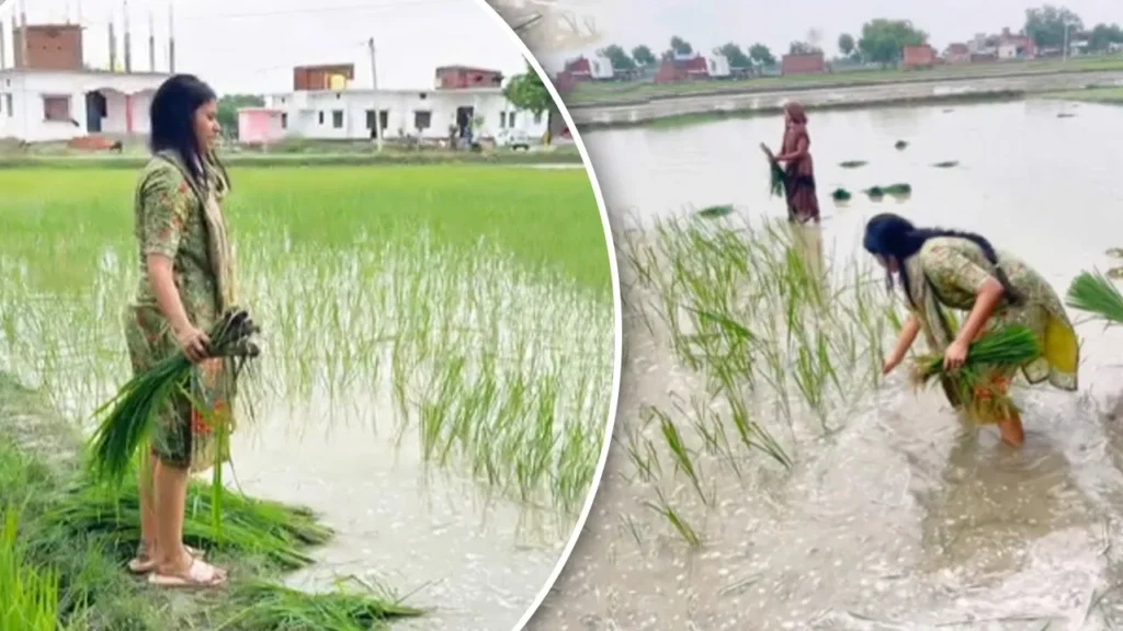 transplanting paddy