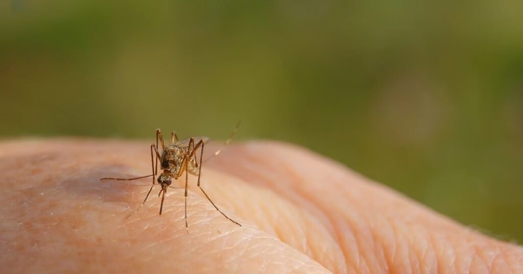 easiest ways to drive away mosquitoes