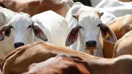 200 cows in police station