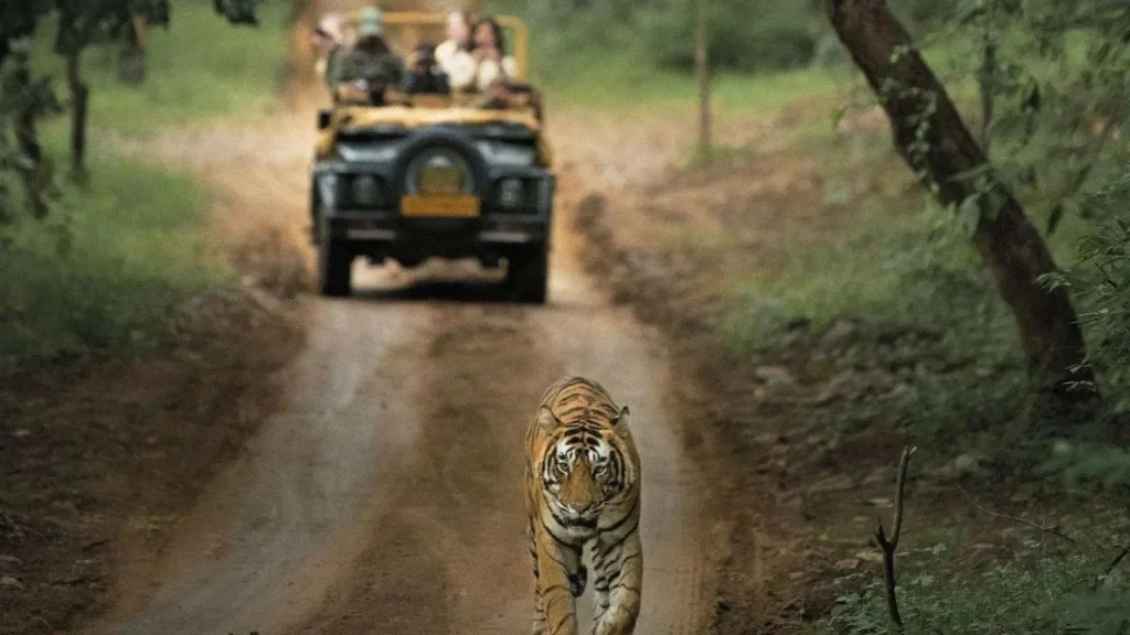 attacked by tiger during jungle safari