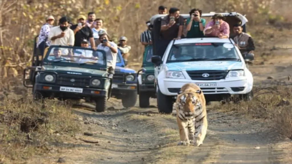 MP Wildlife News: खिवनी में बाघिन ‘मीरा’ और शावकों का दिखा अद्भुत नजारा, पर्यटकों के सामने आया ‘युवराज’
