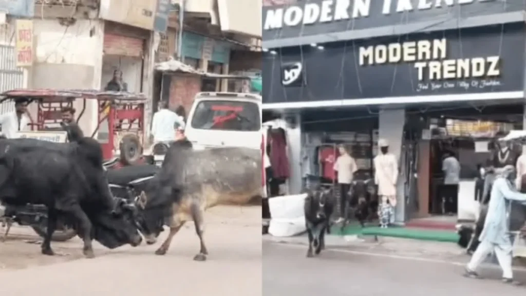 Stray Cattle Menace: छतरपुर में सांड़ों का आतंक! लड़ते-लड़ते दुकान के अंदर घुसे 4 सांड़, मची अफरा-तफरी और भारी नुकसान