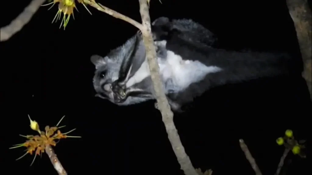 Wildlife News: जंगल में दिखा रहस्यमयी जीव! महुआ के फूल खाती ‘उड़ने वाली गिलहरी’ (Flying Squirrel) कैमरे में कैद