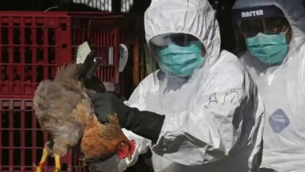 Bird Flu in Maharashtra