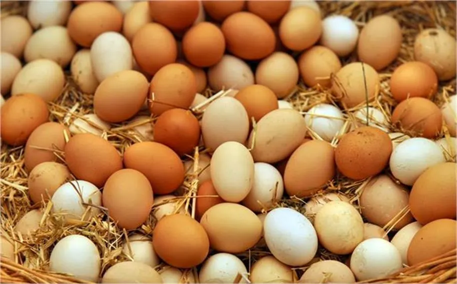 Egg Price Hike: 9 रुपये तक पहुंचा एक अंडे का भाव, मक्का और सोयाबीन के महंगे होने से बढ़ी कीमतें