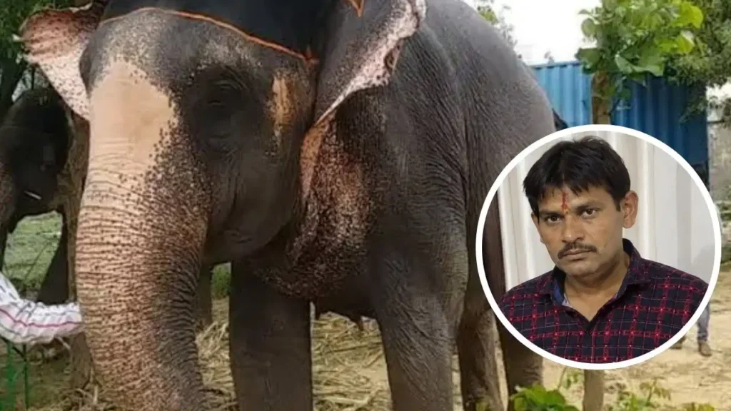 इंदौर के चंदन नगर में दर्दनाक हादसा, हाथी को गुड़ खिला रहे ऑटो चालक को हाथी ने कुचला; हुई मौत