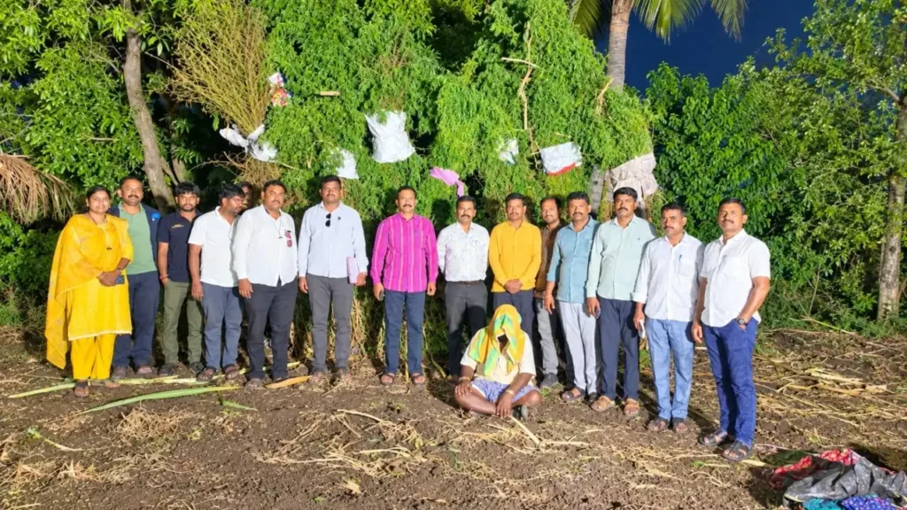 Maharashtra Cannabis Bust