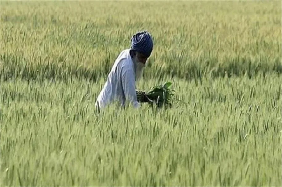 Machiwara News: सहकारिता विभाग की नई पॉलिसी से किसानों की बढ़ी मुश्किलें, कर्ज के लिए जमीन गिरवी रखने की शर्त