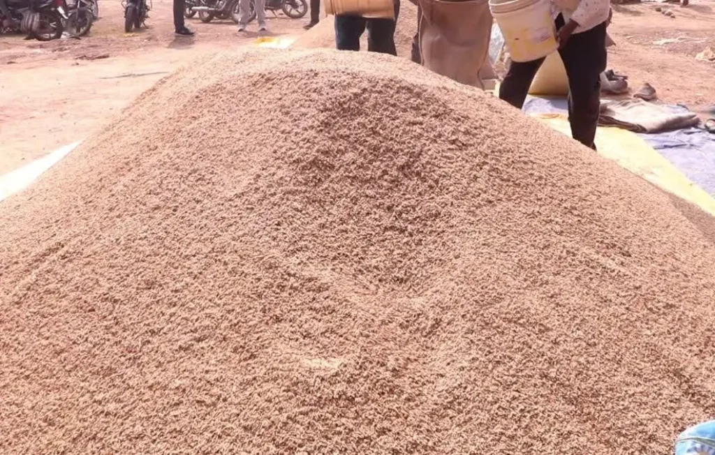 Kabirdham Paddy Procurement News: धान खरीदी सीजन से ठीक पहले कबीरधाम प्रशासन की बड़ी कार्रवाई, 86 क्विंटल से अधिक अवैध धान जब्त
